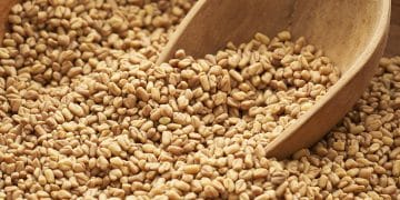 El Fenogreco y sus Propiedades Medicinales