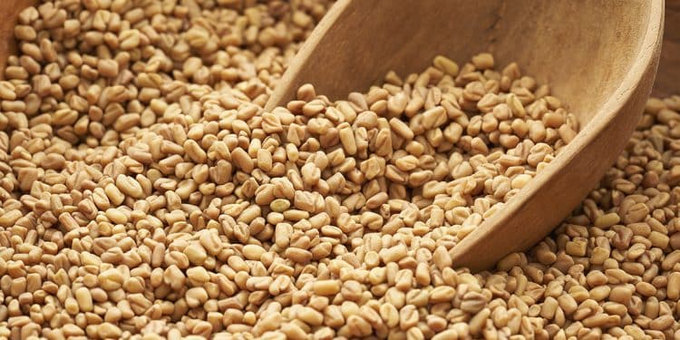 El Fenogreco y sus Propiedades Medicinales