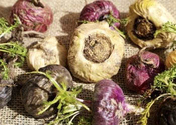 Maca negra para aumentar la energía y el deseo sexual