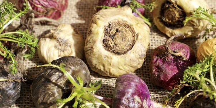 Maca negra para aumentar la energía y el deseo sexual